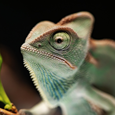 Хамелеон йеменский (Chamaeleo calyptratus) 