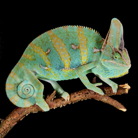 Хамелеон йеменский (Chamaeleo calyptratus)