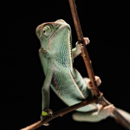 Хамелеон йеменский (Chamaeleo calyptratus) 