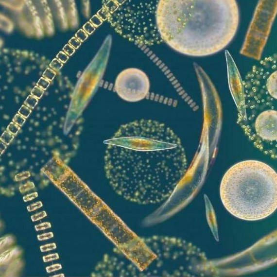 Фитопланктон