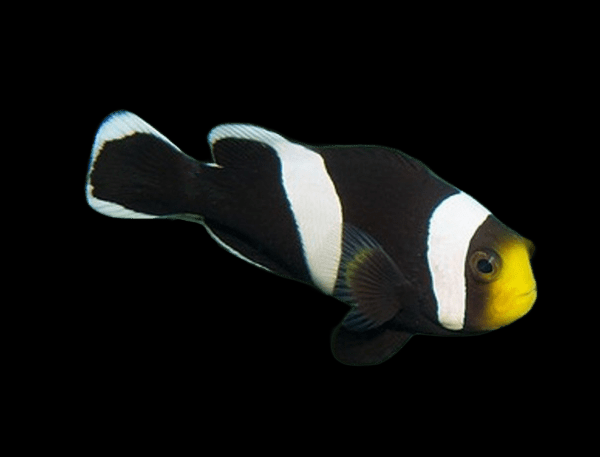 Клоун полимнус (Amphiprion polymnus)