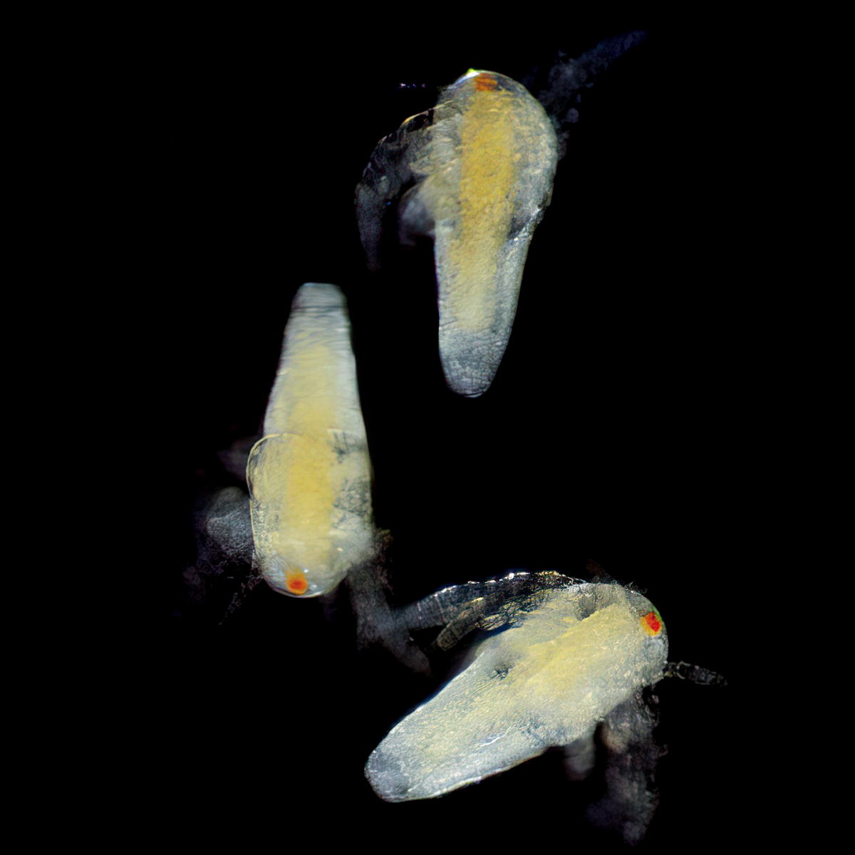 Науплия артемии живая