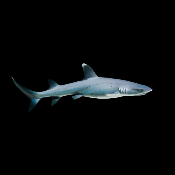 Белоперая рифовая акула (Triaenodon obesus)