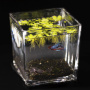 Готовое решение «Большой Квадратный аквариум с рыбкой Петушком» 