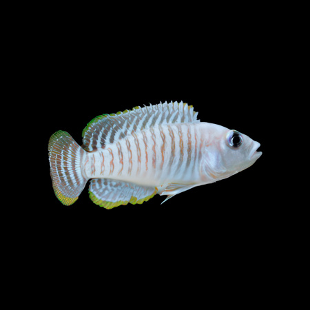 Лампрологус многополосый (lamprologus multifasciatus)
