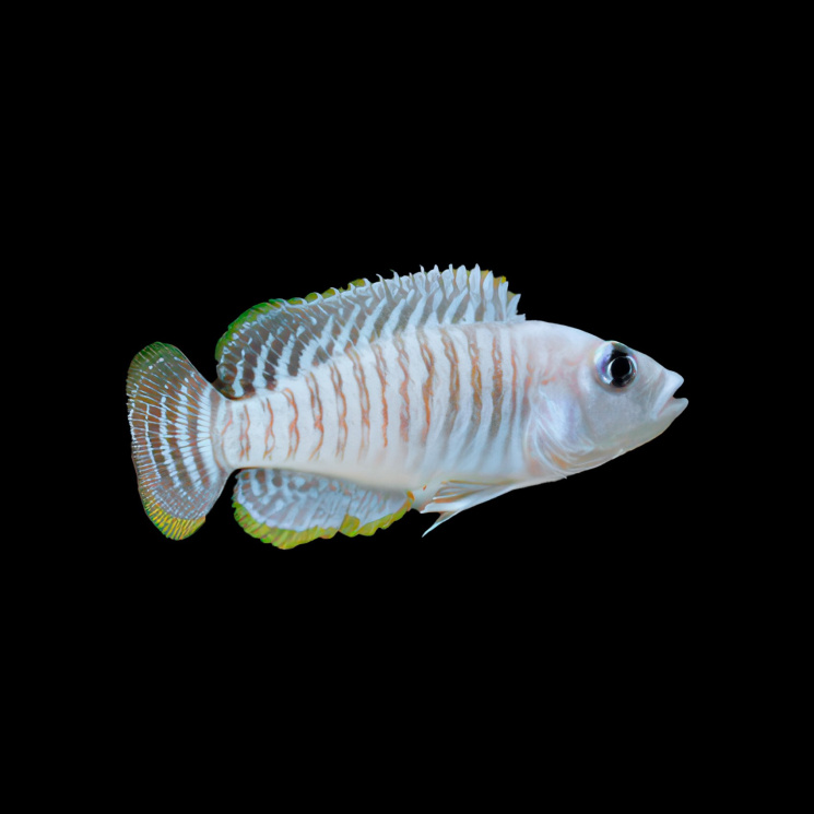 Лампрологус многополосый (lamprologus multifasciatus)