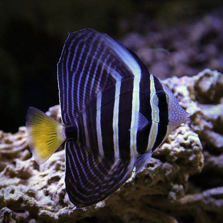 Зебрасома парусная (Zebrasoma veliferum)