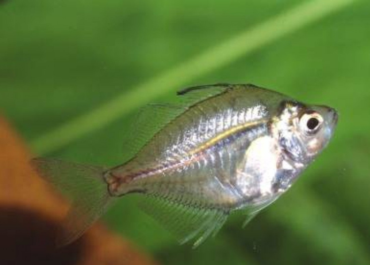Окунь стеклянный (Parambassis ranga) 