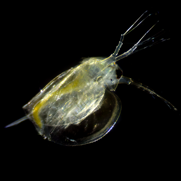 Зоопланктон (Циклоп/коловратка)