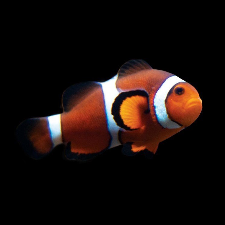 Клоун оцеллярис (трехленточный) (Amphiprion ocellaris)