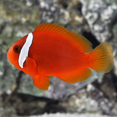Клоун томатный (Amphiprion frenatus) 