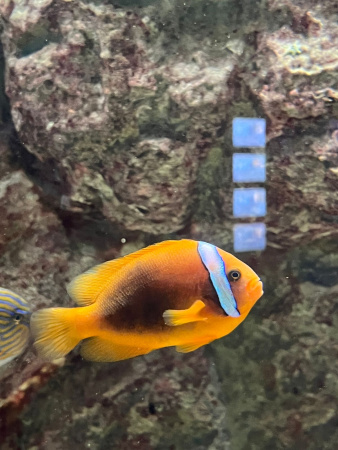 Клоун томатный (Amphiprion frenatus) 