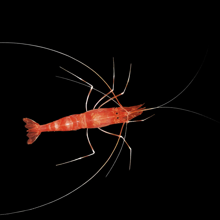 Креветка чистильщик пещерная (Parhippolyte uveae)