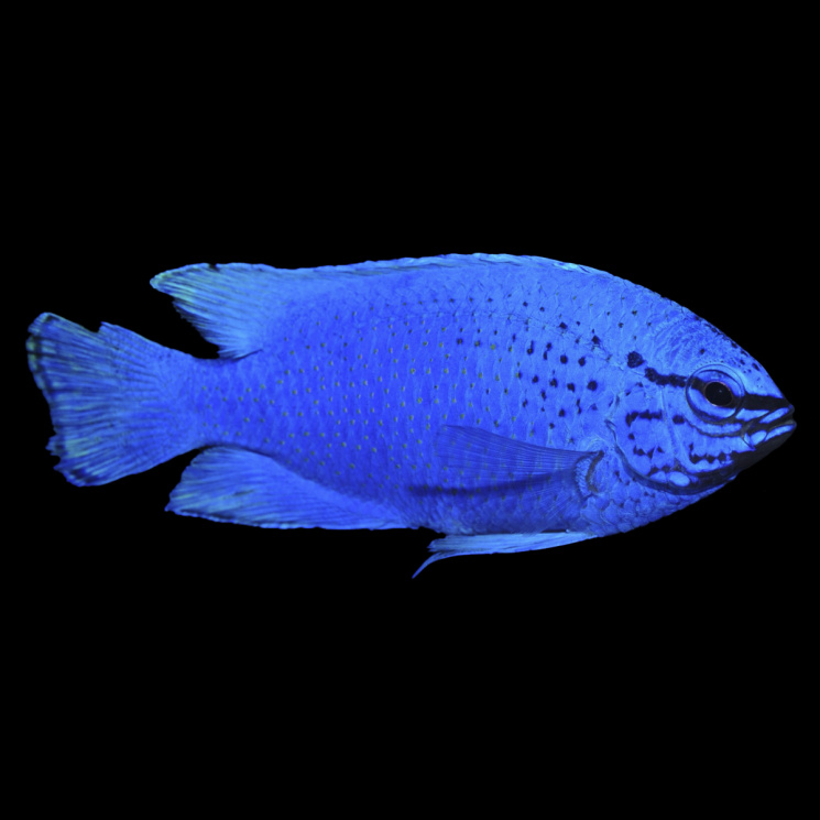 Хризиптера цианея (Chrysiptera cyanea)