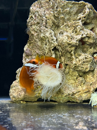 Клоун томатный (Amphiprion frenatus) 