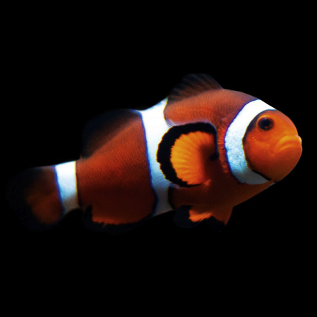 Готовое решение «Аквариум – Немо» 