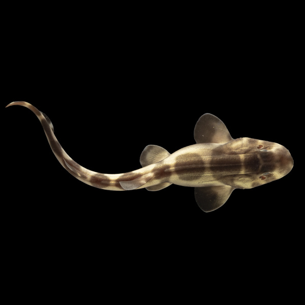 Яйцо акулы кошачьей серой (Chiloscyllium griseum) 