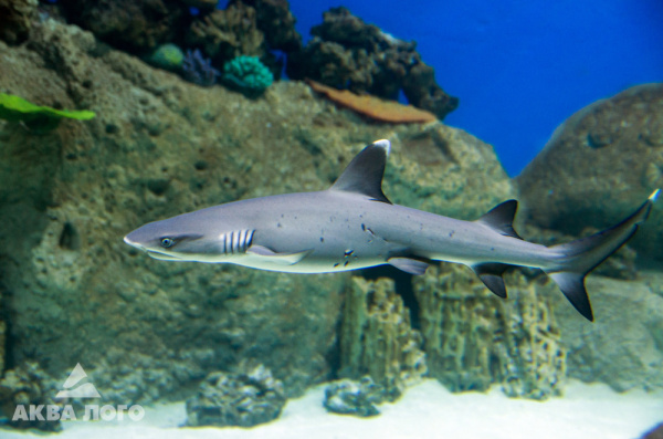 Белоперая рифовая акула (Triaenodon obesus) 