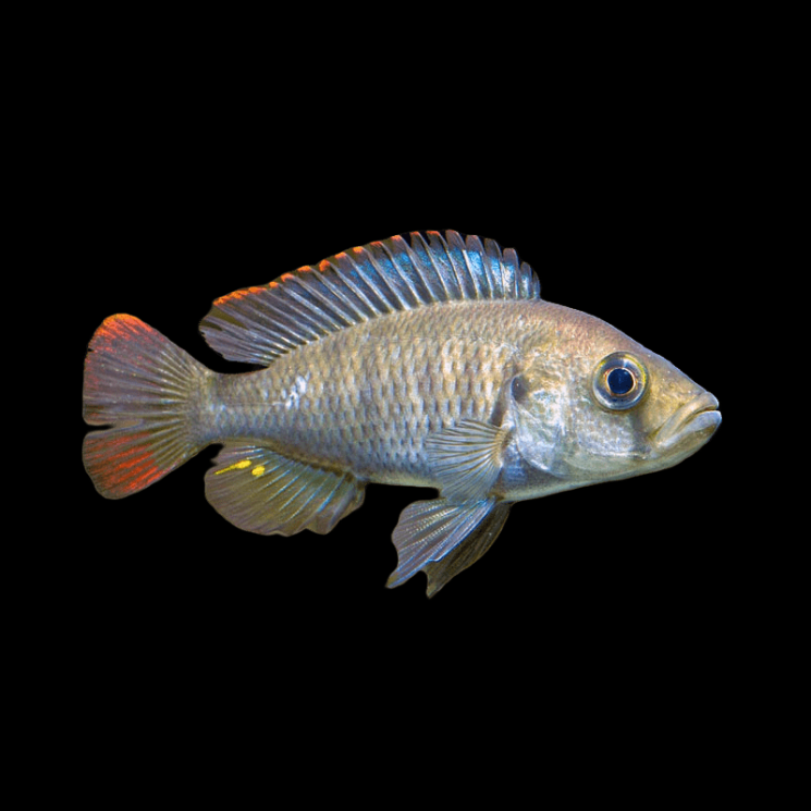 Хаплохромис Ниерери (Haplochromis nyererei)