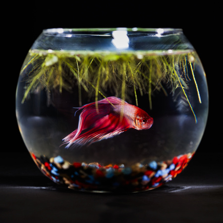 Готовое решение «Малый круглый аквариум с рыбкой Петушком »