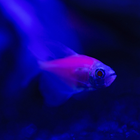 Готовое решение «Glo» 