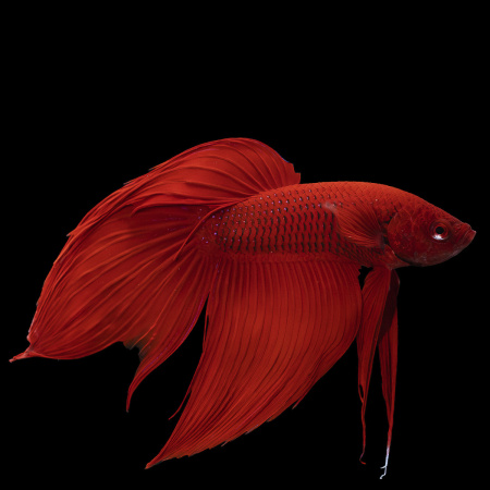 Готовое решение «Большой круглый аквариум с рыбкой Петушком» 