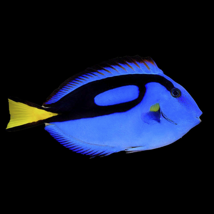 Хирург голубой (Paracanthurus hepatus)