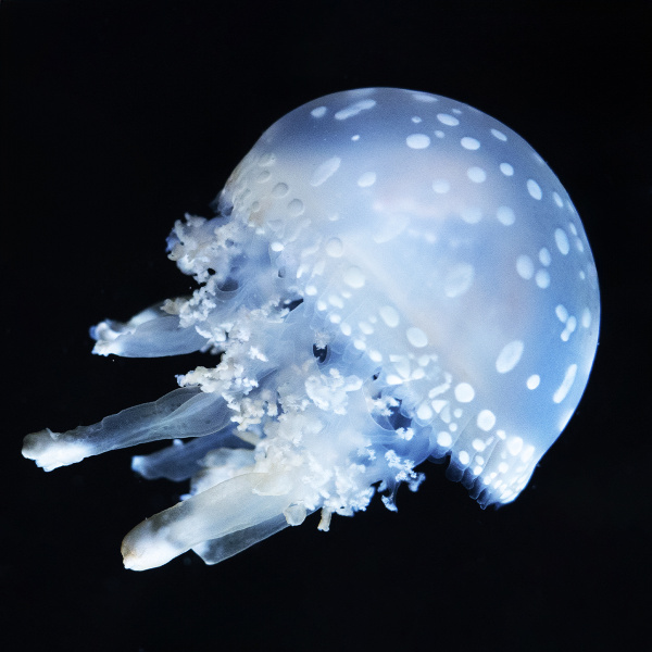 Готовое решение «Аквариум с медузами» 