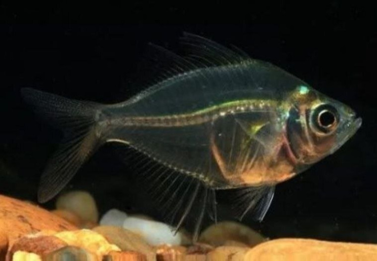 Окунь стеклянный (Parambassis ranga) 