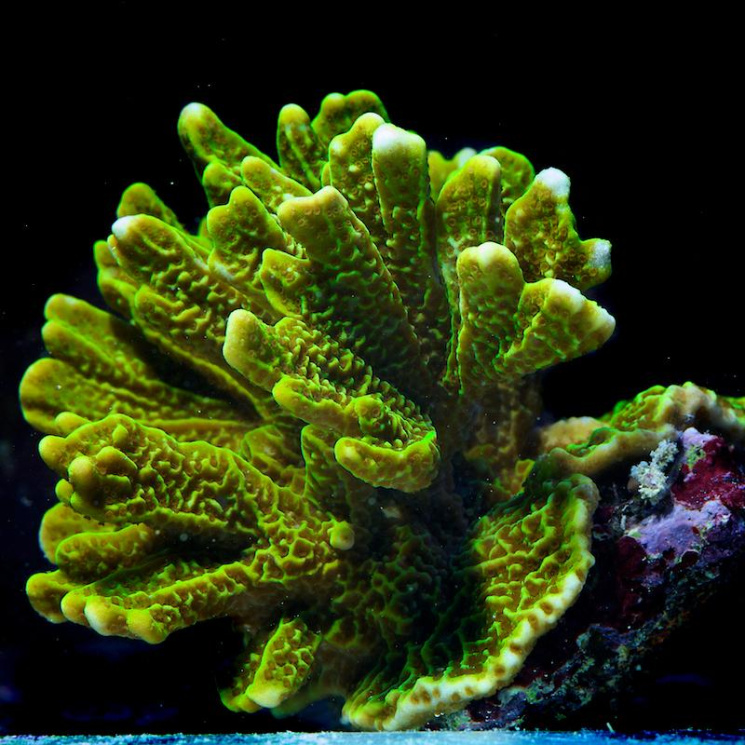 Монтипора дигитата (Montipora digitata)  