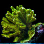 Монтипора дигитата (Montipora digitata)  