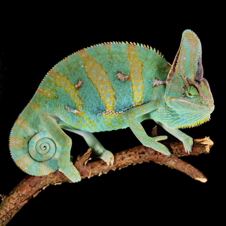 Хамелеон йеменский (Chamaeleo calyptratus)