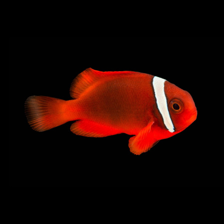 Клоун томатный (Amphiprion frenatus)
