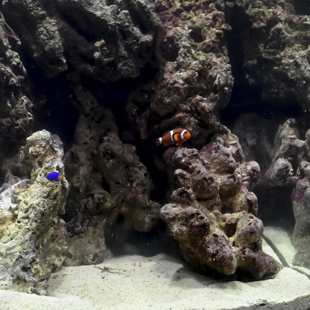 Готовое решение «Аквариум – Немо»