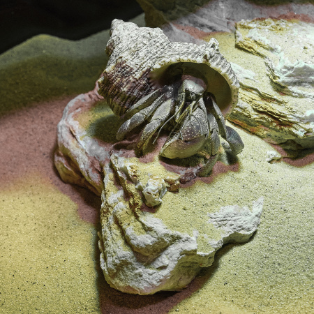 Готовое решение «Террариум с отшельниками»