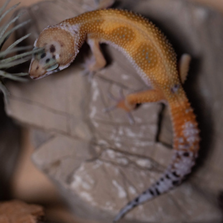 Готовое решение «Террариум с пятнистым эублефаром» 