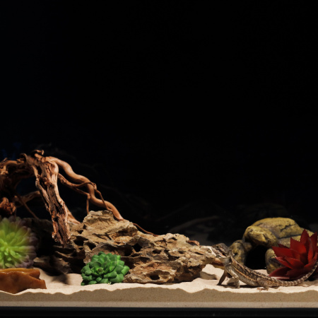 Готовое решение «Террариум с бородатой агамой»