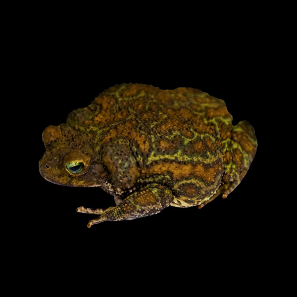 Карибская жаба (Peltophryne)