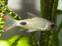 Барбус филаментоза (Puntius filamentosus) 