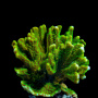 Монтипора дигитата (Montipora digitata)  