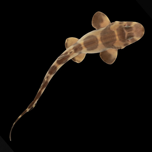 Акула кошачья серая (Chiloscyllium griseum) 