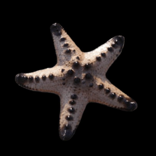 Звезда протореастер шоколадная (Protoreaster nodosus)