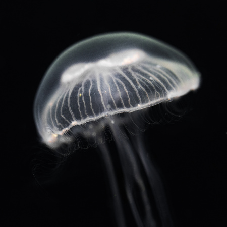 Готовое решение «Аквариум с медузами» 