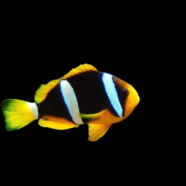 Клоун Кларка	(Amphiprion clarkii)