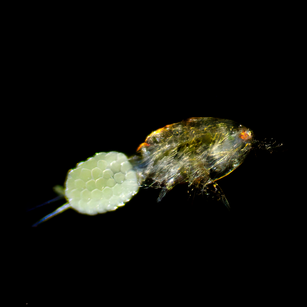 Зоопланктон (Циклоп/коловратка) 