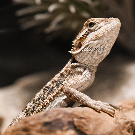 Готовое решение «Террариум с бородатой агамой» 