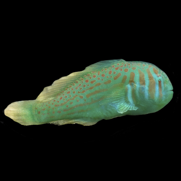 Бычок гобиодон зеленый коралловый (Gobiodon histrio)