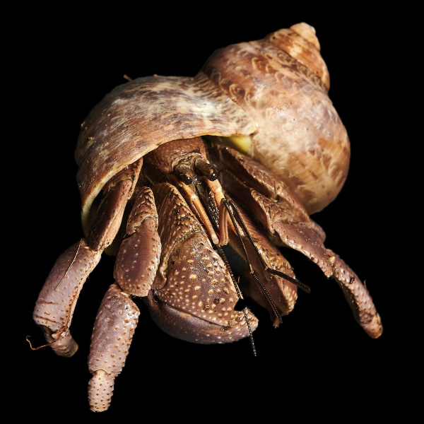 Сухопутный рак-отшельник (Coenobita brevimanus) 