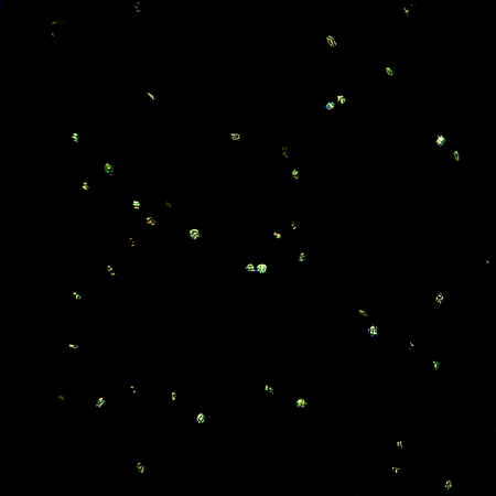 Фитопланктон