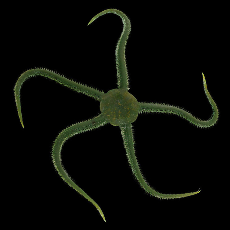 Офиура Оливковая (Ophiarachna incrassata)